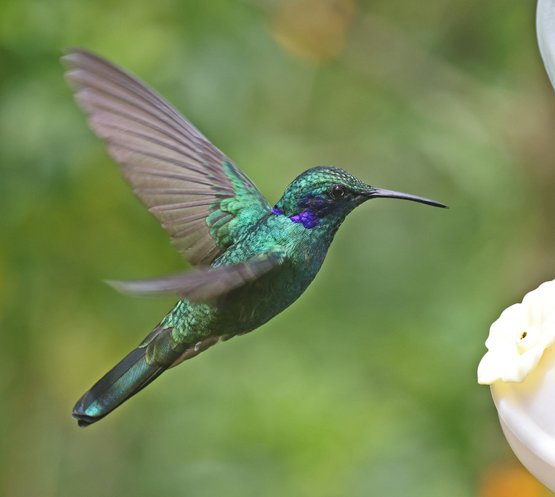 Lesser Violetear