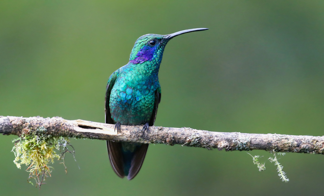 Lesser Violetear