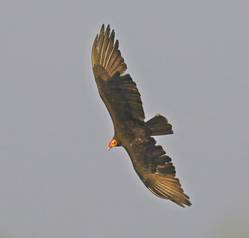 Lesser Yellow-headed Vulture