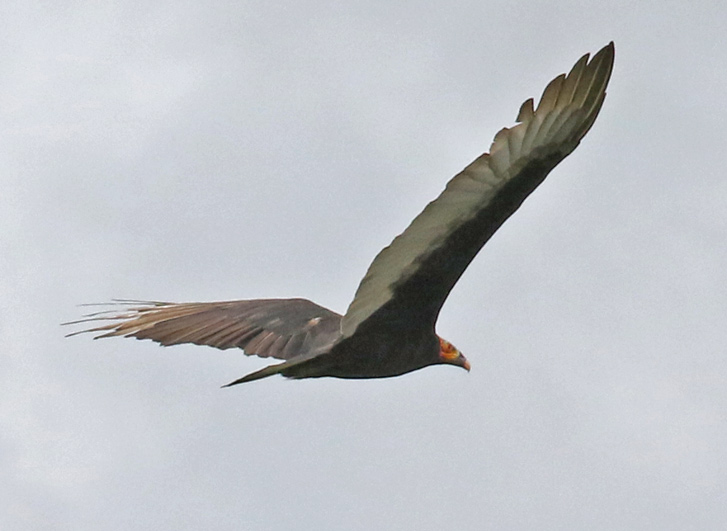Lesser Yellow-headed Vulture