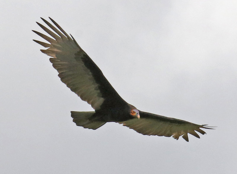 Lesser Yellow-headed Vulture