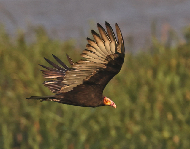 Lesser Yellow-headed Vulture