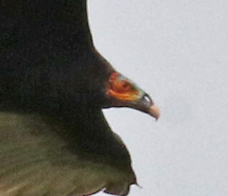 Lesser Yellow-headed Vulture