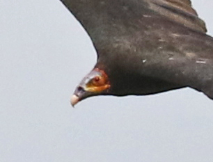 Lesser Yellow-headed Vulture
