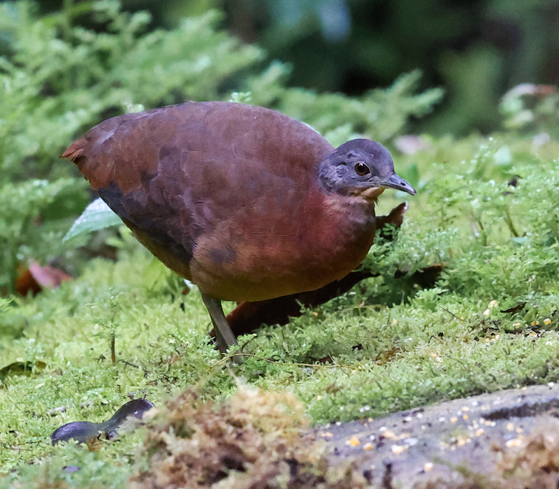Little Tinamou