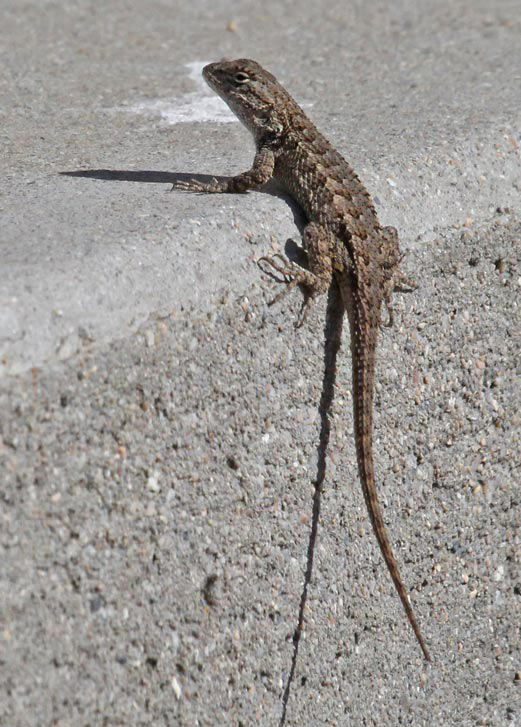 Prairie Lizard