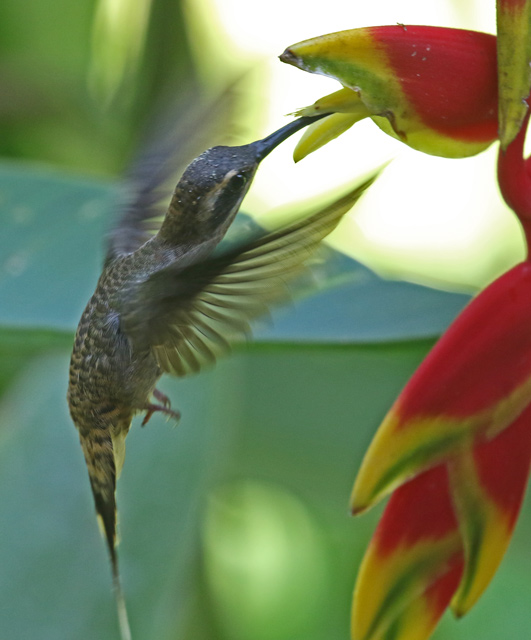 Long-billed Hermit