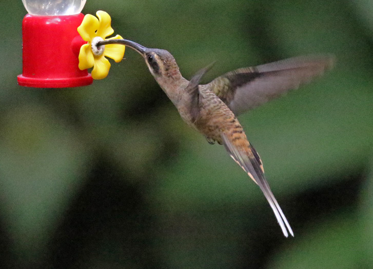 Long-billed Hermit