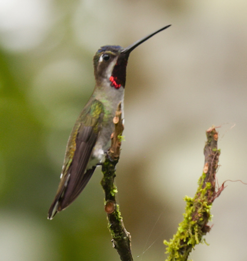Long-billed Starthroat