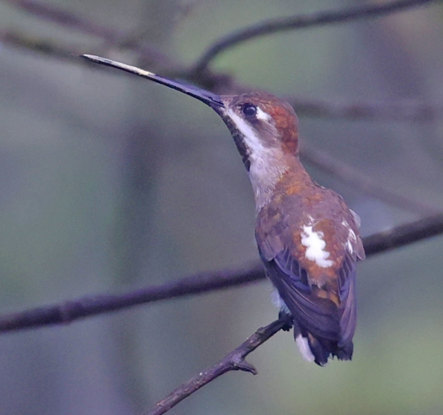 Long-billed Starthroat