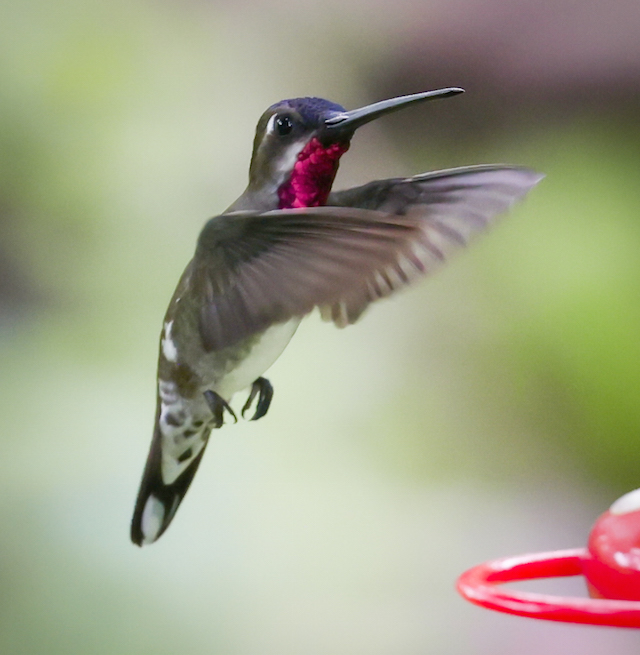 Long-billed Starthroat