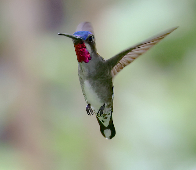 Long-billed Starthroat