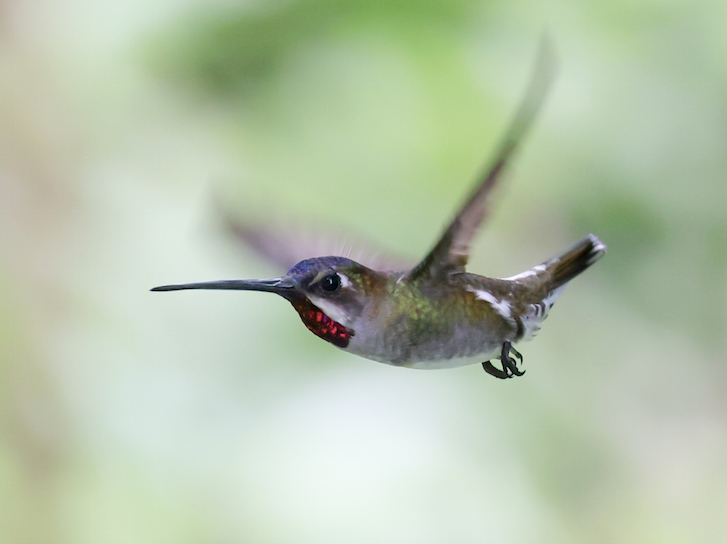 Long-billed Starthroat