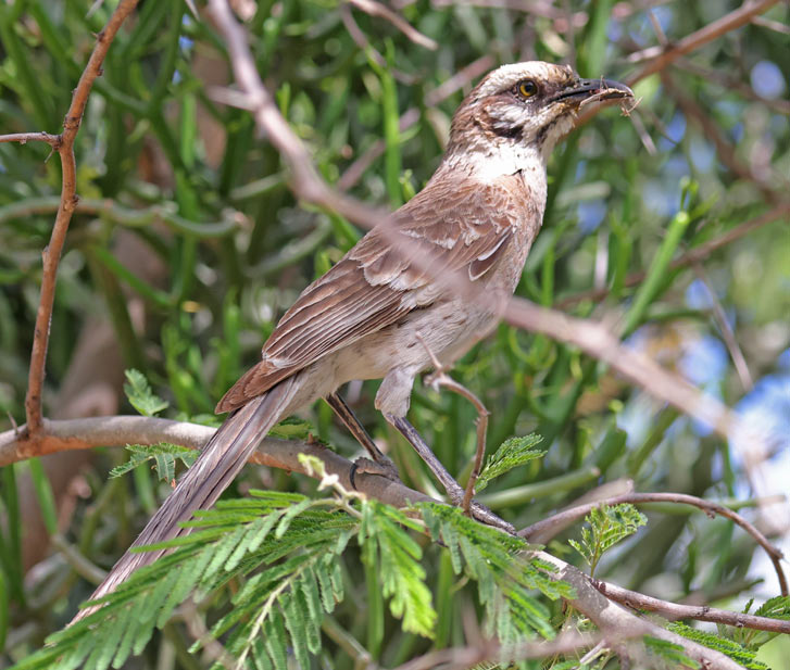 Long-tailed Mockingbird