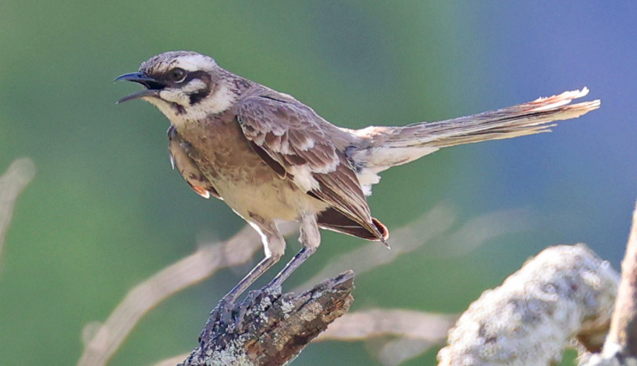 Long-tailed Mockingbird
