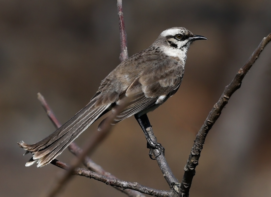 Long-tailed Mockingbird