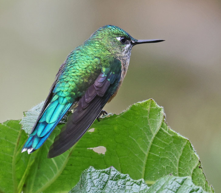 Long-tailed Sylph 