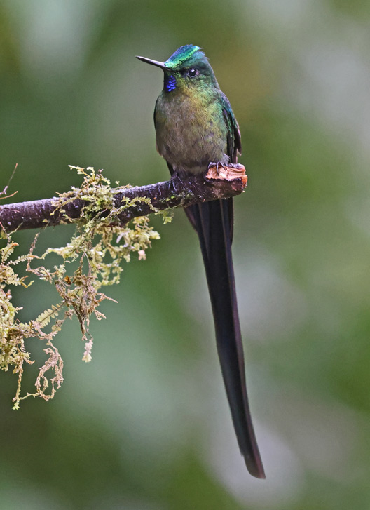 Long-tailed Sylph 