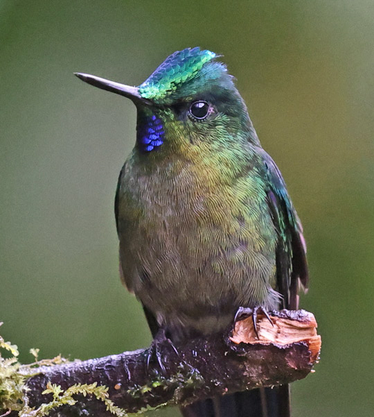 Long-tailed Sylph 