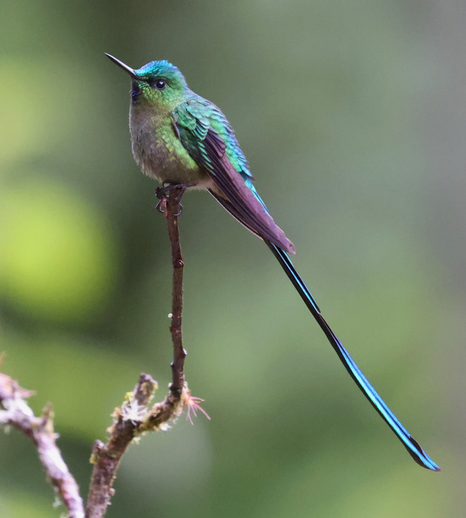 Long-tailed Sylph 