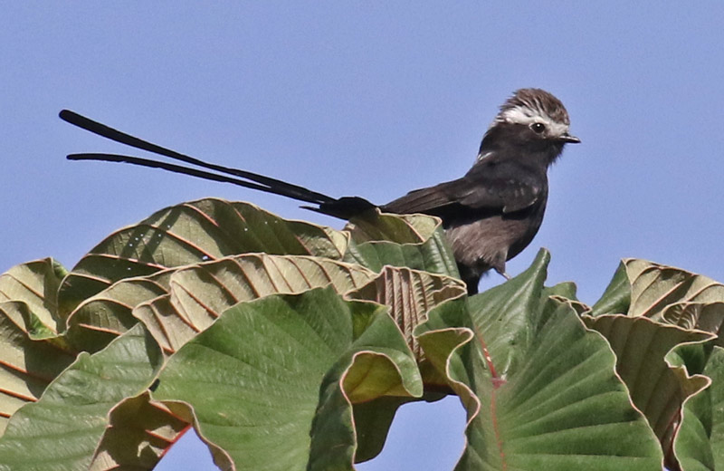 Long-tailed Tyrant