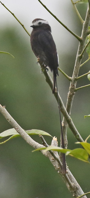 Long-tailed Tyrant