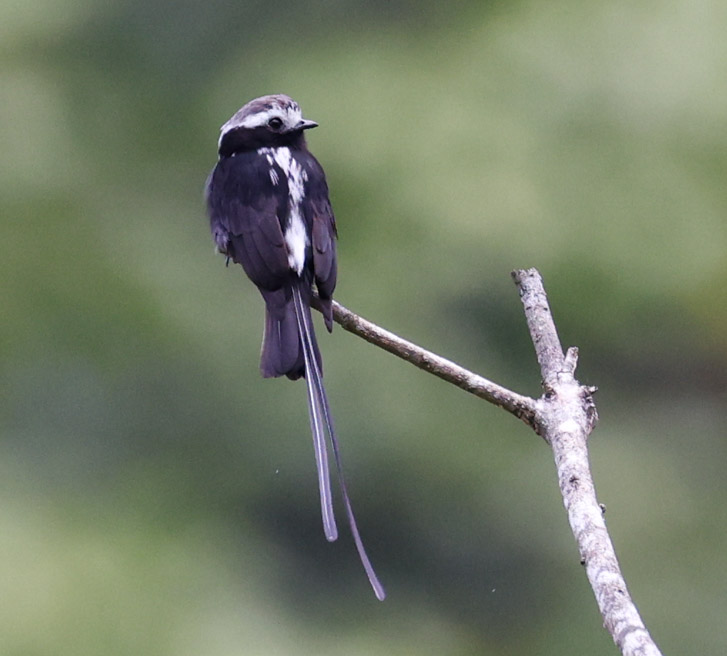 Long-tailed Tyrant