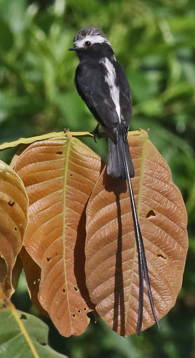Long-tailed Tyrant