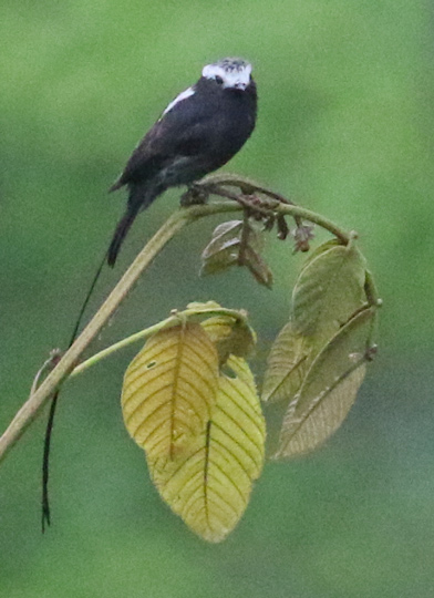 Long-tailed Tyrant
