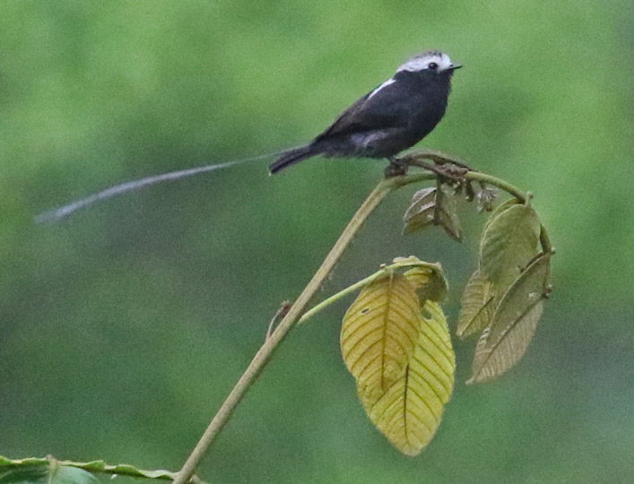 Long-tailed Tyrant