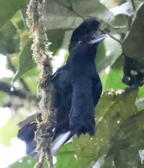 Long-wattled Umbrellabird