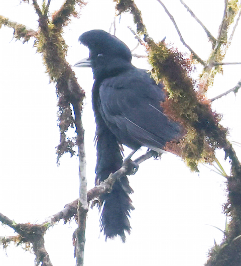 Long-wattled Umbrellabird