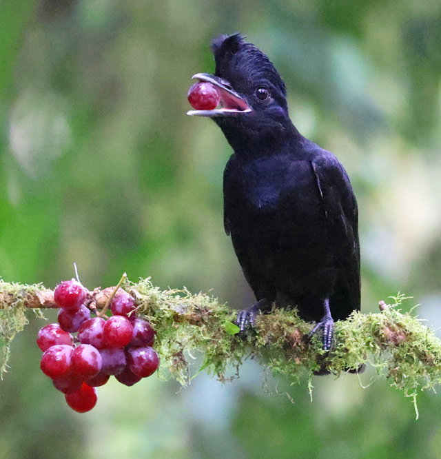 Long-wattled Umbrellabird