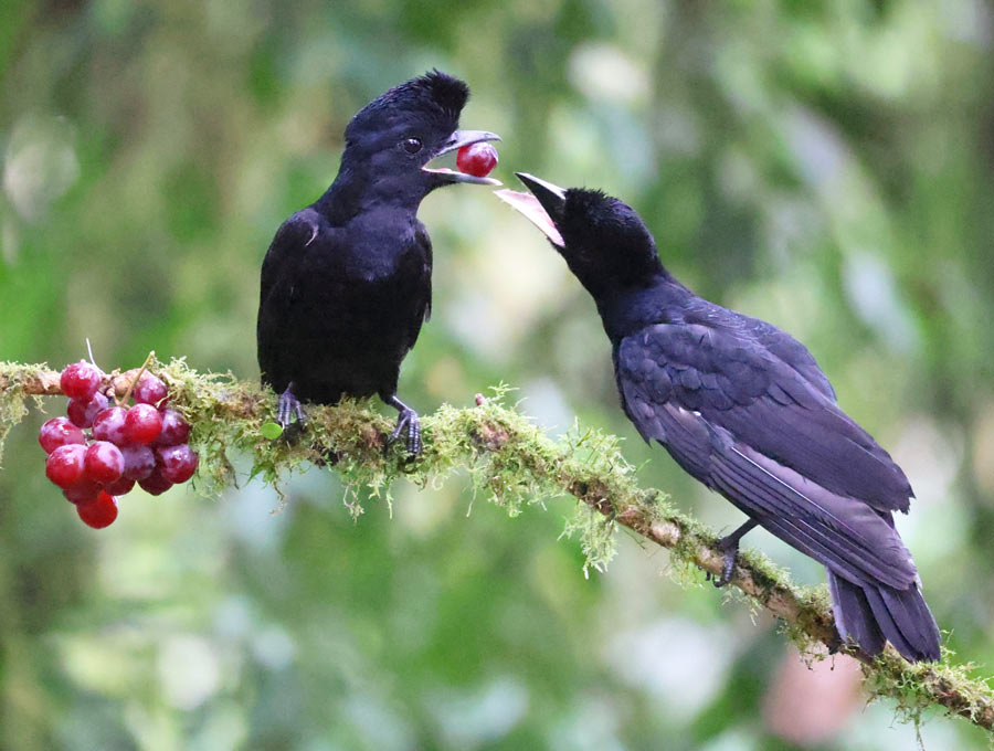 Long-wattled Umbrellabird