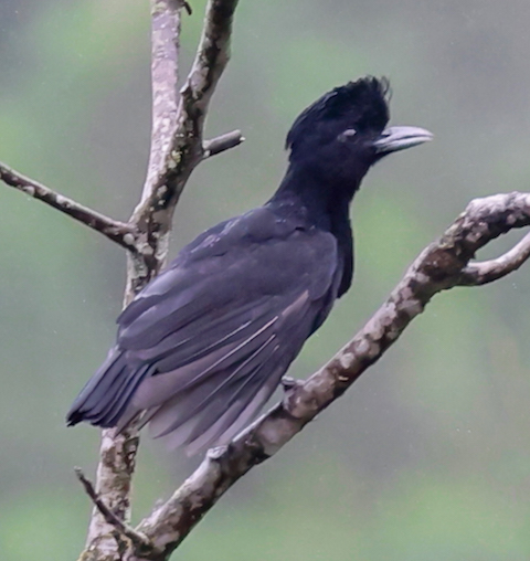 Long-wattled Umbrellabird