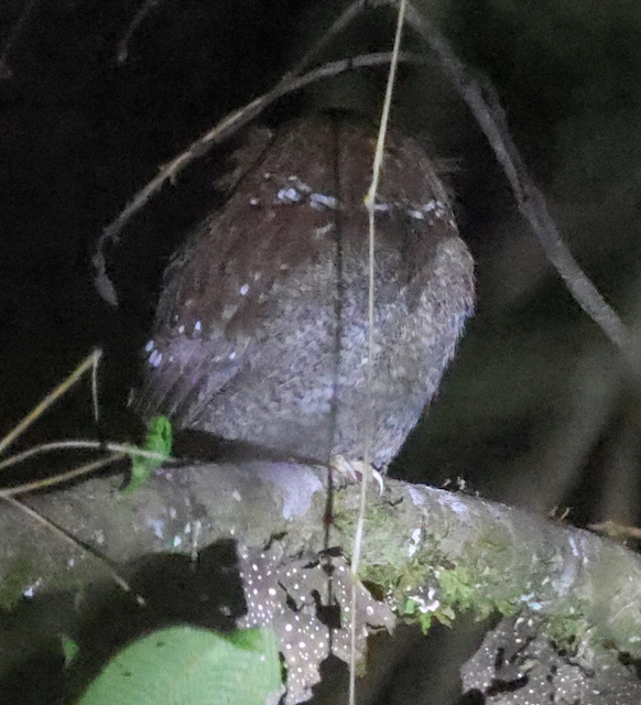 Long-whiskered Owlet