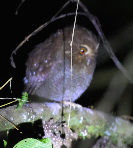 Long-whiskered Owlet