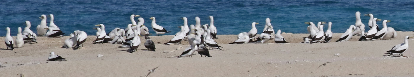 Masked Booby