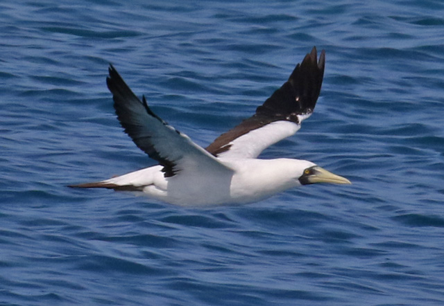 Masked Booby