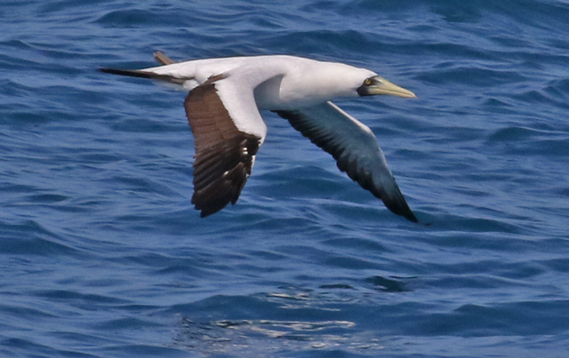 Masked Booby