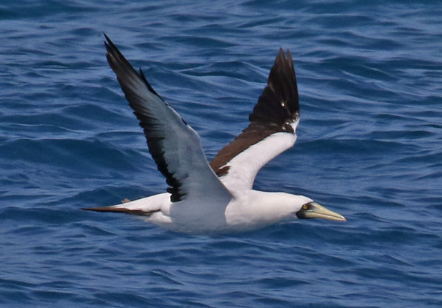 Masked Booby