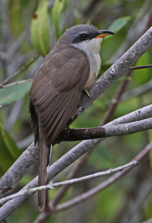 Mangrove Cuckoo