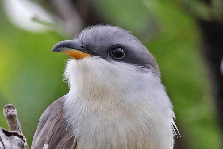 Mangrove Cuckoo