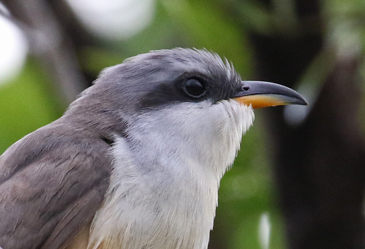 Mangrove Cuckoo
