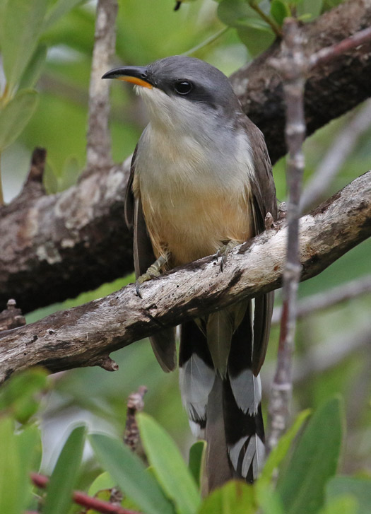 Mangrove Cuckoo