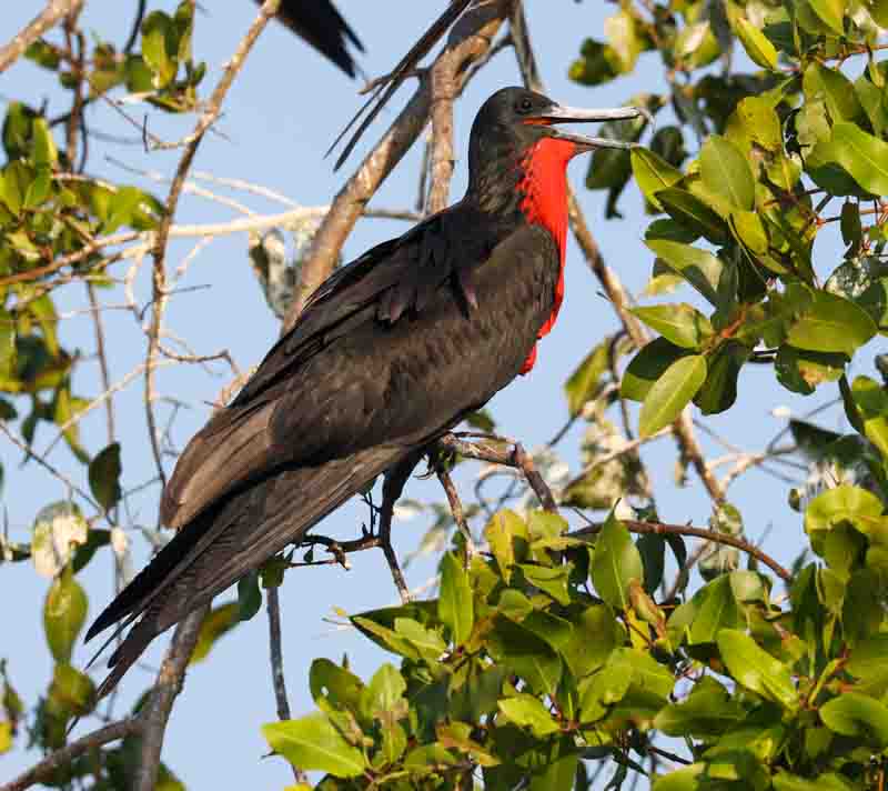 Magnificent Frigatebird