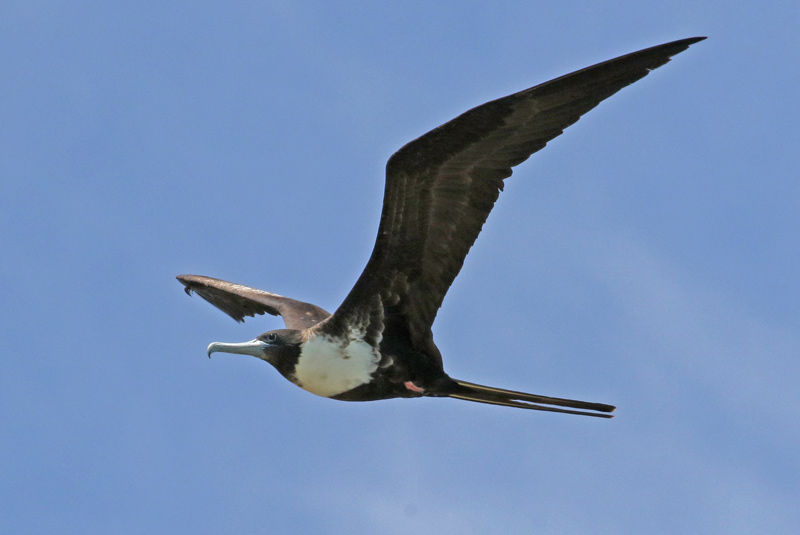 Magnificent Frigatebird