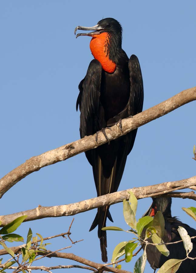 Magnificent Frigatebird