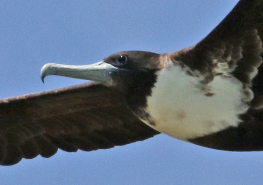 Magnificent Frigatebird