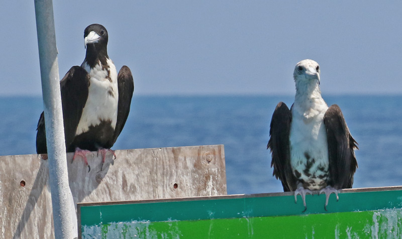 Magnificent Frigatebird